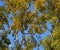 Silver poplar in autumn paint against the blue sky