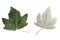 Silver poplar leaves on white background