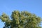 Silver poplar in May, green leaves of silver poplar, tree on Kuban