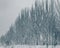 Silver poplar trees covered with snow on the street