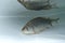 Silver Prussian carp (Carassius auratus gibelio) in the water