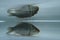 Silver Prussian carp (Carassius auratus gibelio) in the water