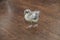 Silver pullet chicken indoors on a brown wood floor