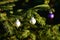 Silver and purple Balls on outdoor conifer Christmas Tree