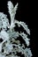 Silver ragwort