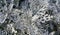 Silver ragwort or Cineraria maritima nature background