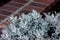 Silver ragwort, Dusty Miller, Jacobaea maritima