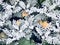 Silver ragwort leaves, dusty miller leaves, Latin name - Senecio cineraria Cirrus in botanical garden public park.