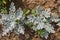 Silver Ragwort Senecio Bicolor Evergreen Flower Plant. Top view