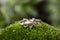 Silver ring in the shape of lizzard on green moss background