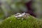 Silver ring in the shape of lizzard on green moss background