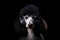 silver royal poodle wearing headphones on a black background, generative ai