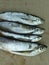 Silver sabrefish