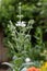 Silver sage Salvia argentea, buds and white flowers