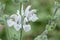 Silver sage Salvia argentea, close-up of white flowers