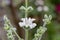 Silver sage Salvia argentea, white flowers