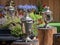 Silver samovars on old stump in outdoor, space for text. Russian tea culture