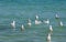 Silver Sea Gulls Swimming