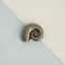 Silver seashell sculpture on pastel blue-ivory background. 3d re