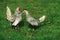 Silver Sebright, Domestic Chicken, Hen and Cockerel standing on Grass