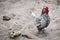 Silver Sebright Male Chicken with Red Comb and Wattle