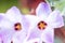Silver Shamrock flowers or Chilean Oxalis, Pink Carpet Oxalis, Pink Buttercups, Pink Sauerklee in St. Gallen, Switzerland