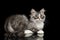 Silver Siberian kitten on isolated black background