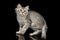 Silver Siberian kitten on isolated black background
