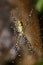 Silver spider in the web with water drops close up - Argiope argentata in the web macro photo