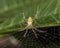 Silver spider in the web with water drops close up - Argiope argentata in the web macro photo