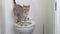 silver spotted bengal cat on a human toilet, close up pet litter