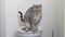 silver spotted bengal cat on a human toilet, close up pet litter