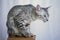 Silver spotted Egyptian Mau on a pedestal