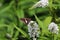 Silver-spotted skipper