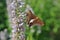 Silver-Spotted Skipper