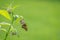 Silver spotted skipper butterfly delicately perched on the stem of a flowering plant