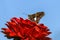 Silver-spotted skipper butterfly or Epargyreus clarus on red Zinnia flower.