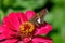 Silver-spotted skipper butterfly or Epargyreus clarus on red Zinnia flower.