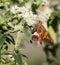 Silver-Spotted Skipper Butterfly Hanging on Mountain Mint