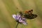 Silver Spotted Skipper Butterfly (Hesperia comma).