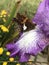 Silver Spotted Skipper Butterfly - on Lavender and White Tall Bearded Iris Bloom