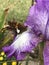 Silver Spotted Skipper Butterfly - on Lavender and White Tall Bearded Iris Bloom