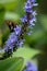 Silver-spotted Skipper butterfly on Pickerelweed