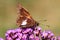 Silver-spotted Skipper (Epargyreus clarus)