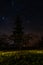 Silver spruce on the background of the starry sky