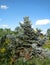 Silver Spruce - Eutopia Garden - Arad, Romania