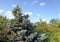Silver Spruce - Eutopia Garden - Arad, Romania