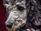 Silver Standard Poodle Puppy head