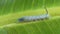 Silver striped hawk moth caterpillar video