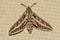 A Silver Striped Hawk Moth or Vine Hawk Moth, rests on the ground Hippotion celerio